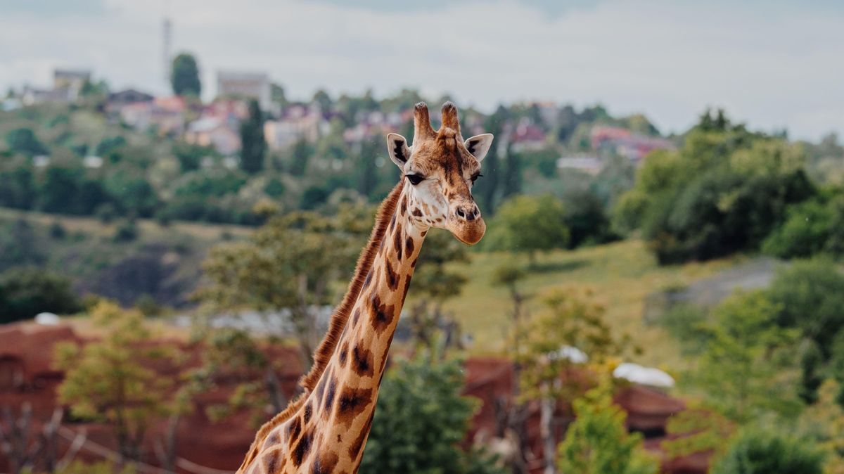 Pražskou zoo chce vést šéf národního parku, novinář i politik
